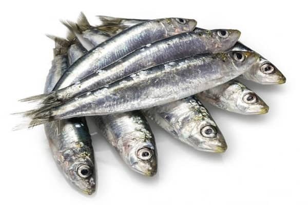 Sardinha Sardinha