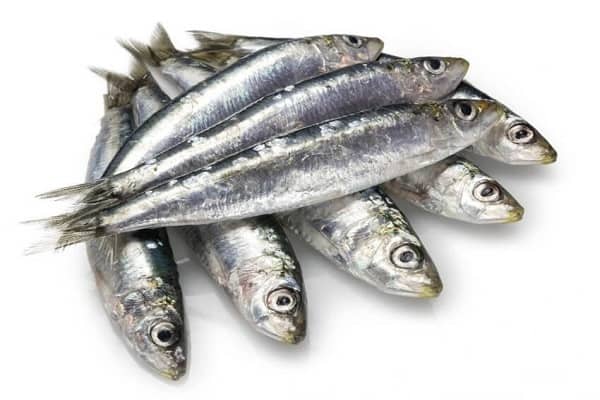 Sardinha