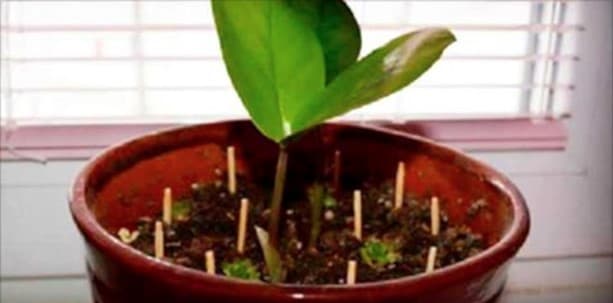 Coloque palitos de fósforo no vaso de suas plantas e note uma incrível diferença